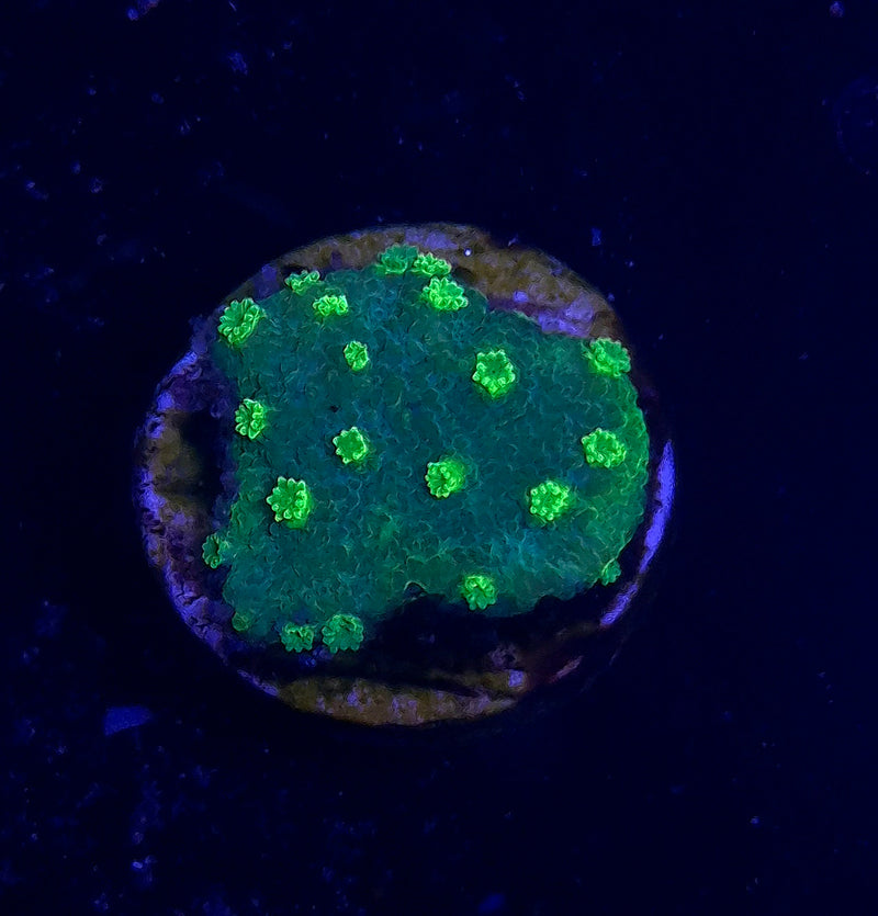WYSIWYG Nuclear Green Cyphastrea - 055