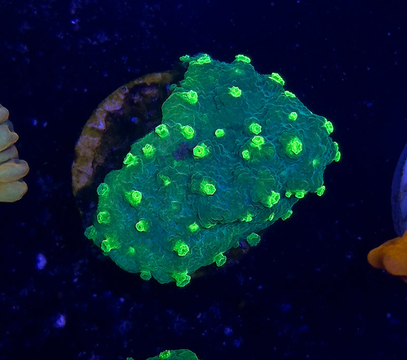 WYSIWYG Nuclear Green Cyphastrea - 055