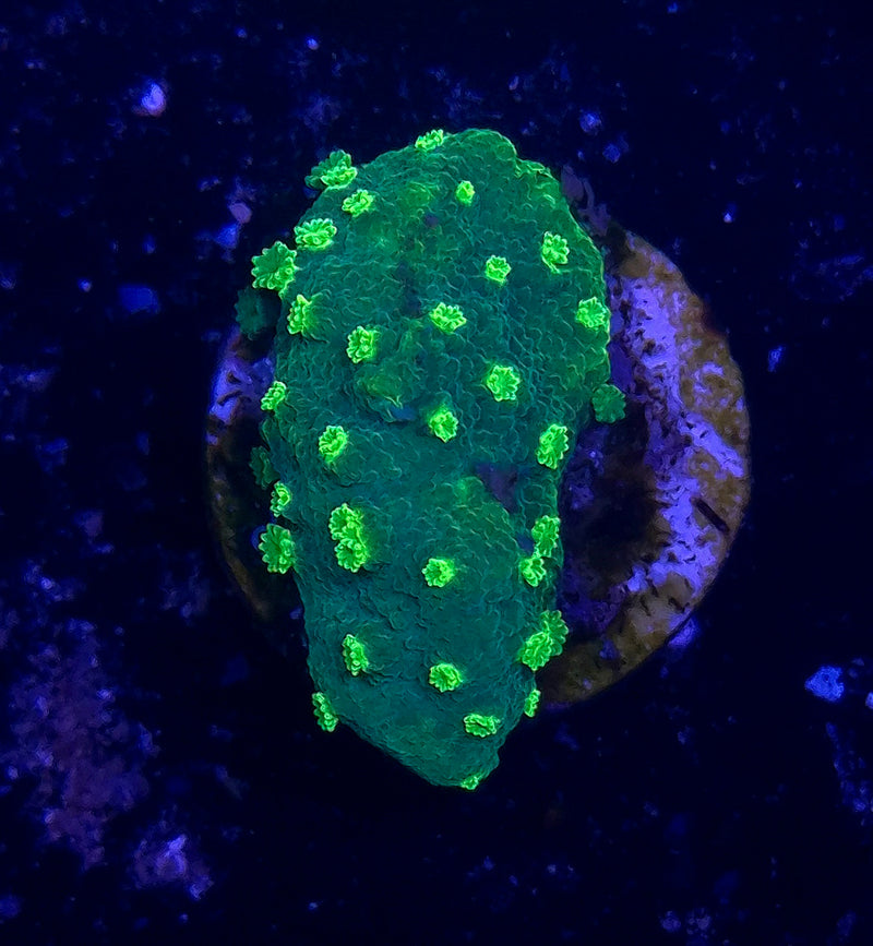 WYSIWYG Nuclear Green Cyphastrea - 055