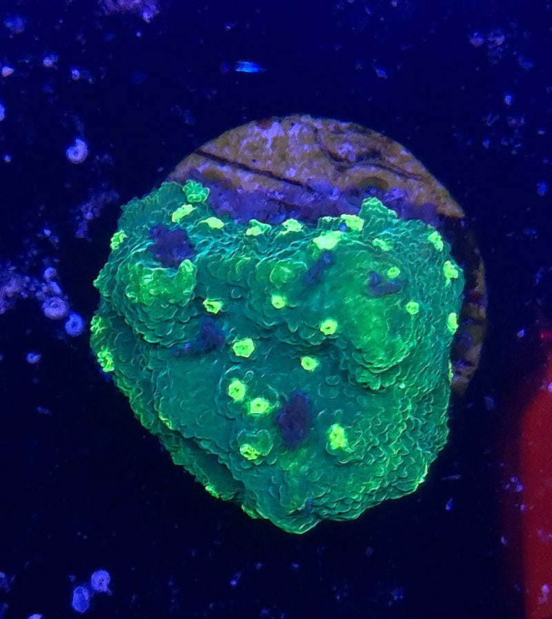 WYSIWYG Nuclear Green Cyphastrea - 055