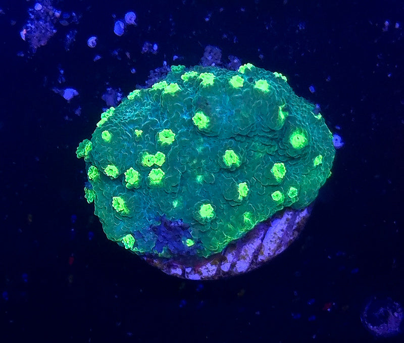 WYSIWYG Nuclear Green Cyphastrea - 055