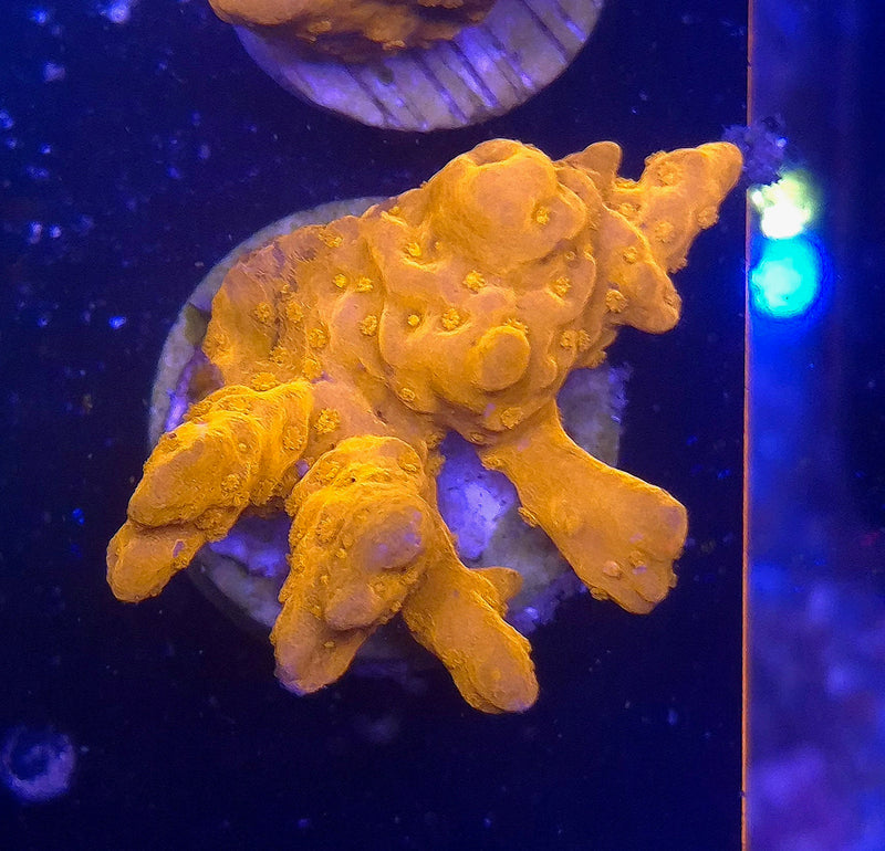 WYSIWYG Setosa Frag - 054