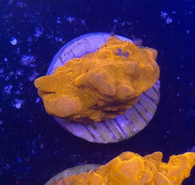 WYSIWYG Setosa Frag - 053