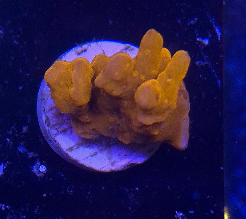WYSIWYG Setosa Frag - 052