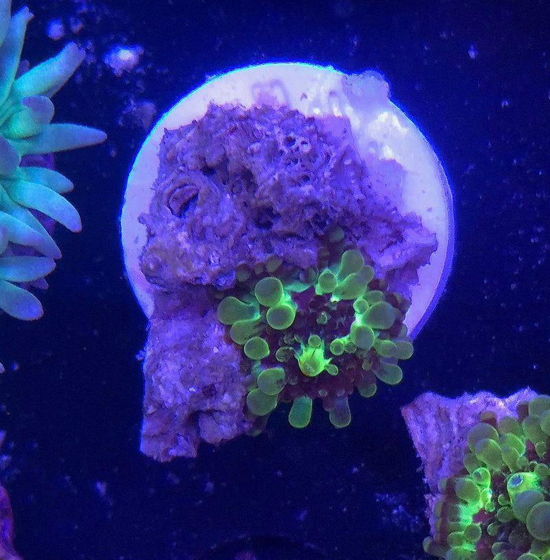 WYSIWYG Uranium Ring Riccordia Mushroom - 042