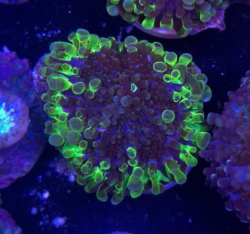 WYSIWYG Uranium Ring Riccordia - 041