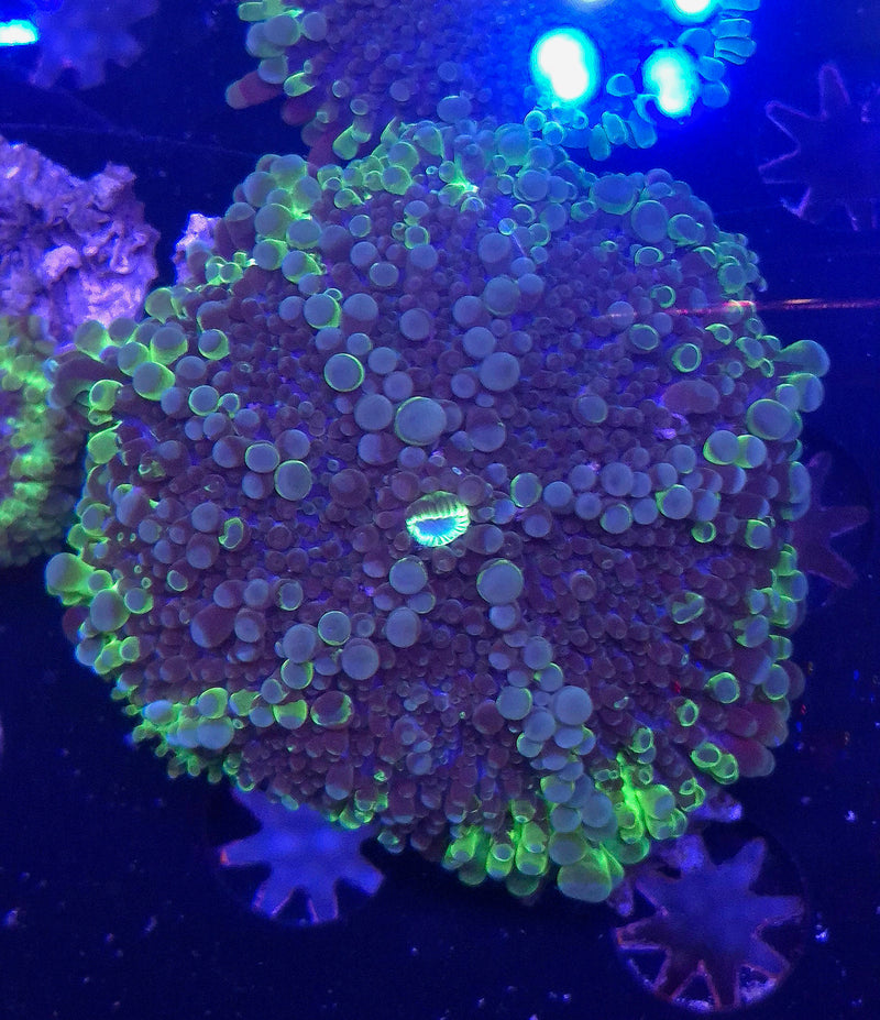 WYSIWYG Uranium Ring Riccordia - 037