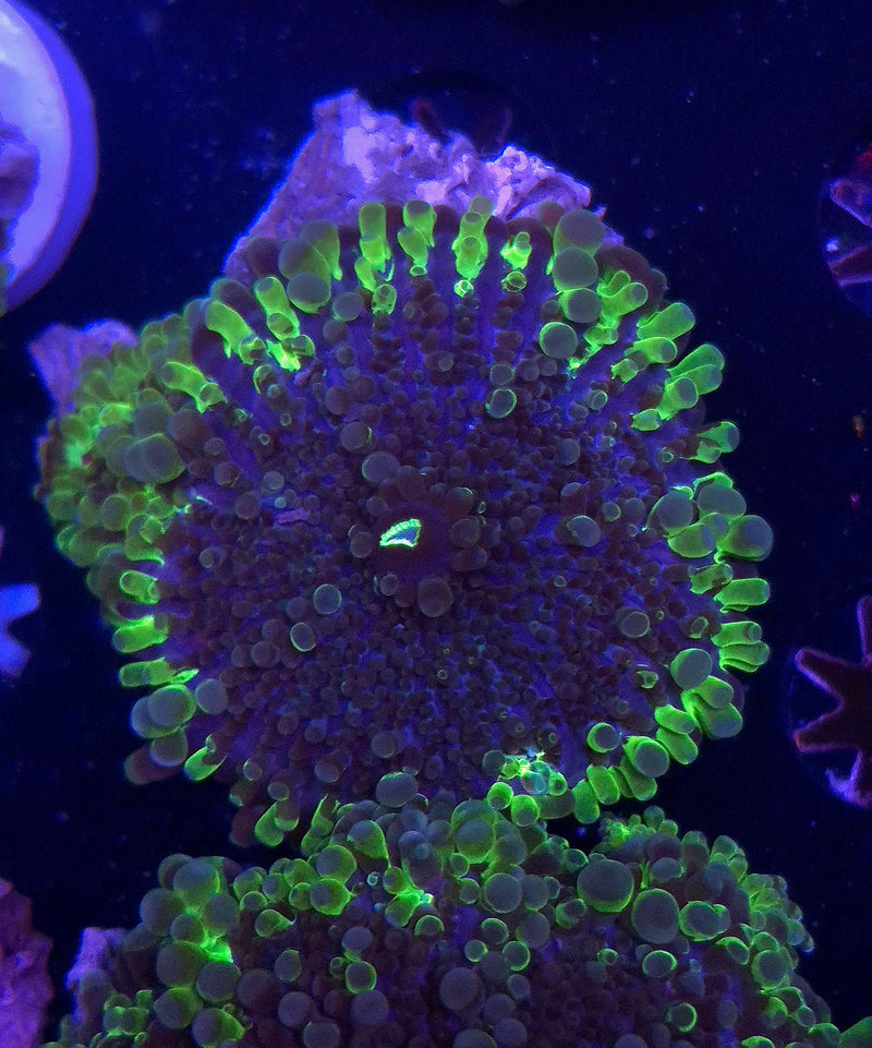 WYSIWYG Uranium Ring Riccordia Mushroom  - 035