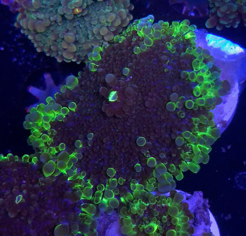 WYSIWYG Uranium Ring Riccordia Mushroom - 032