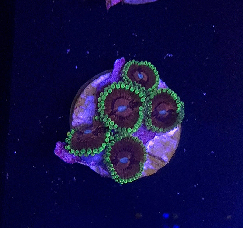 WYSIWYG Zoanthid Frag - 023
