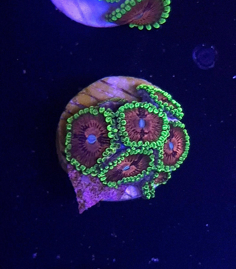 WYSIWYG Zoanthid Frag - 023