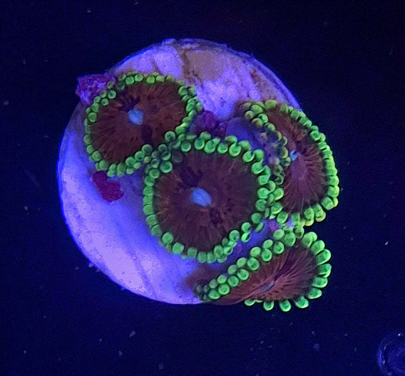 WYSIWYG Zoanthid Frag - 023