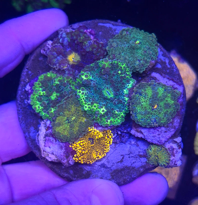 WYSIWYG Riccordia Disc - 006