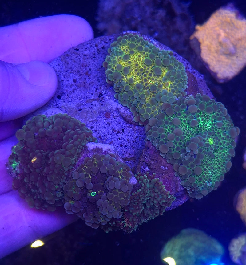 WYSIWYG Riccordia Disc - 018