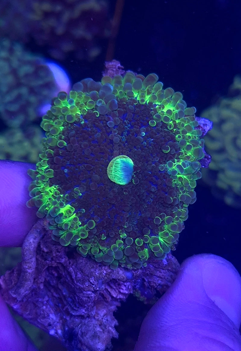 WYSIWYG Uranium Rim Riccordia Yuma - 005