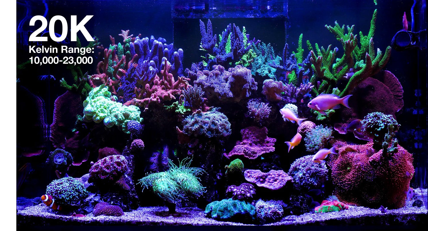たこさんRed Sea ReefLED G2 115 本体他フルセット Red Sea ReefLED G2 115 — Kraken Corals