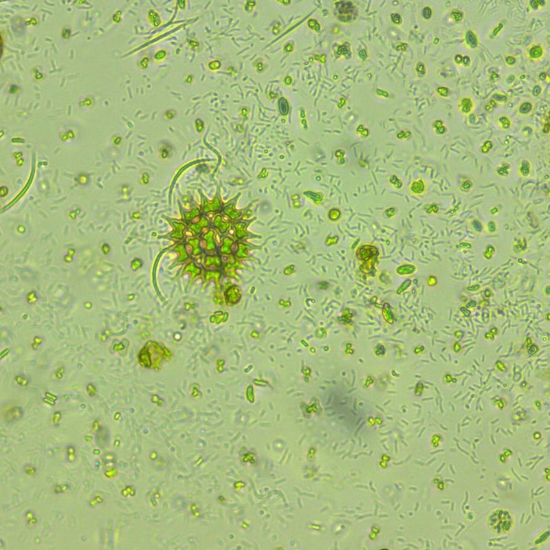 Live Food Phytoplankton 100ml Pouch
