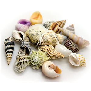 Hobby Snail / Crab Shell Set Large Shells 5pcs