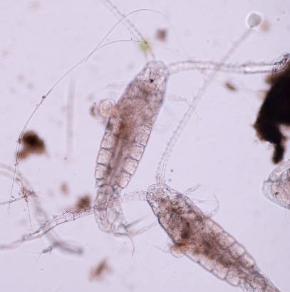 Live Food Copepods