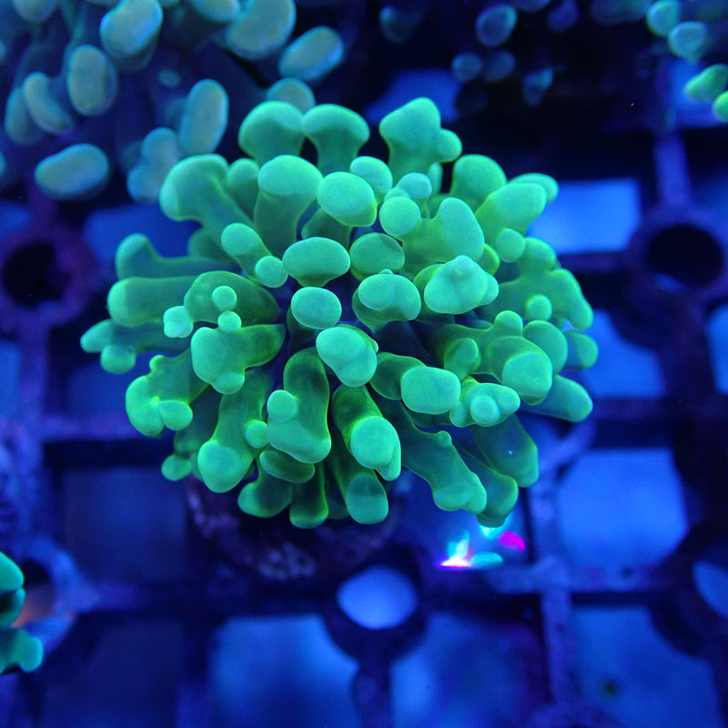 WYSIWYG Coral KRK-1 Green Hammer Frag
