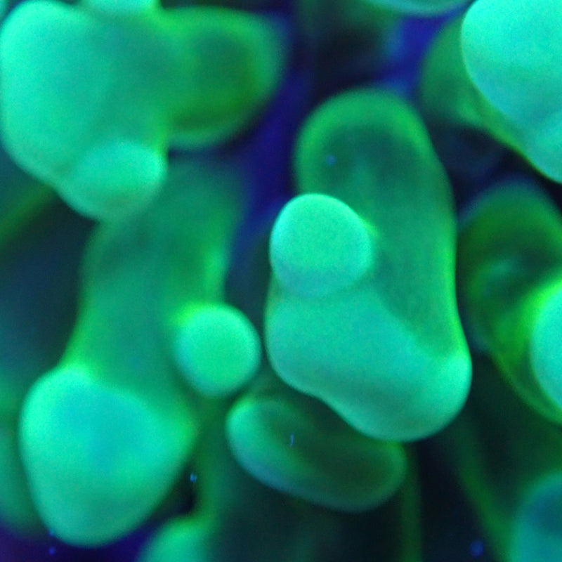 WYSIWYG Coral KRK-1 Green Hammer Frag