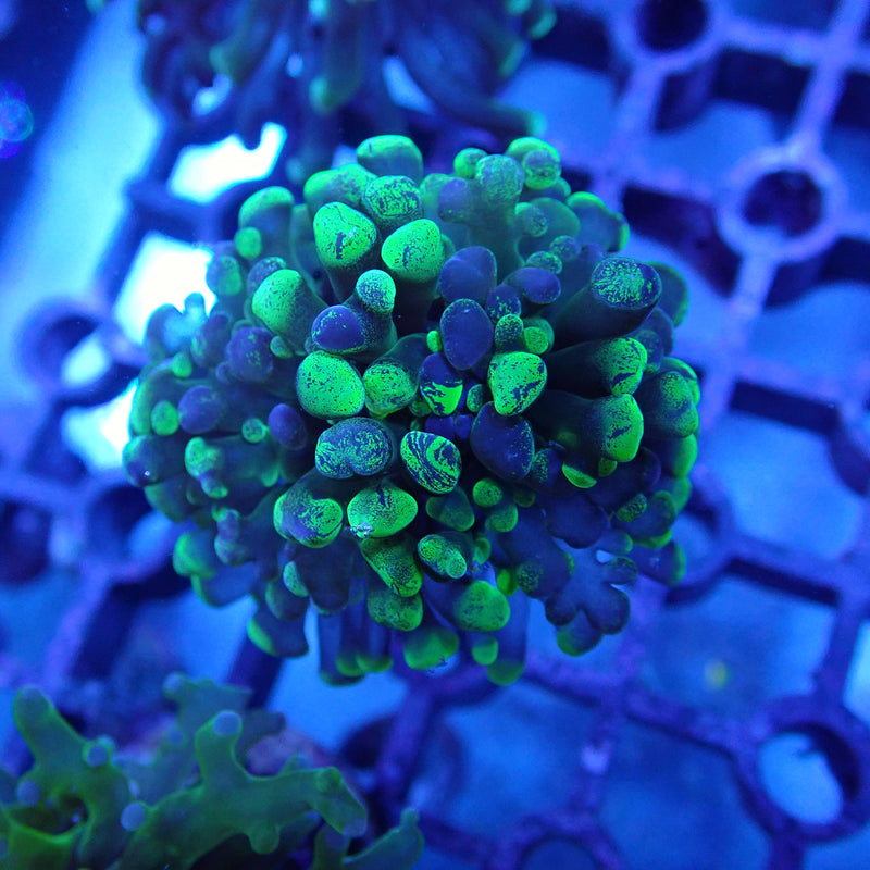 WYSIWYG Coral KRK-2 Toxic Splatter Frag