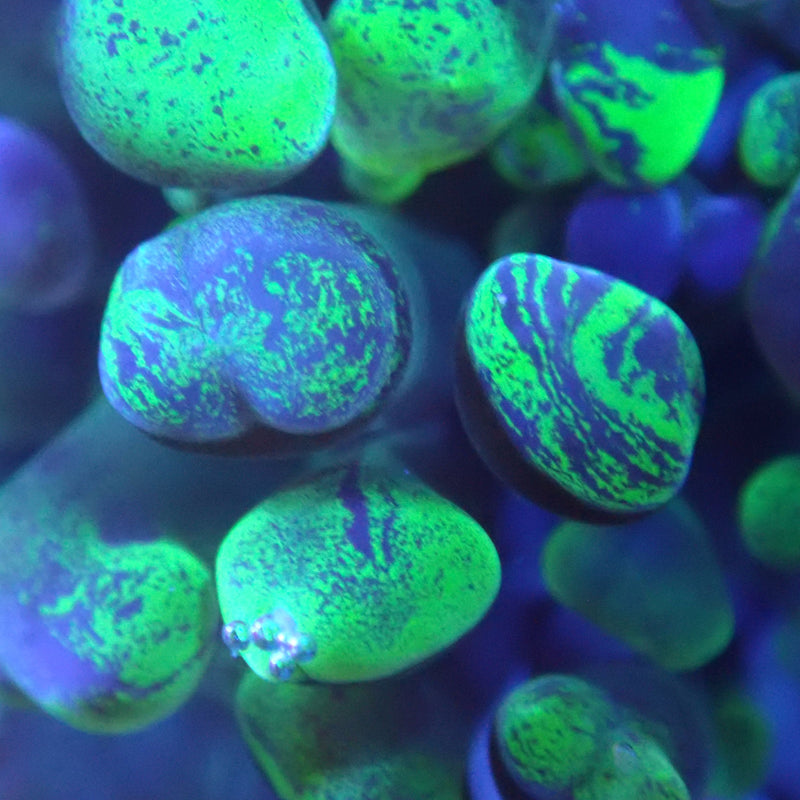 WYSIWYG Coral KRK-2 Toxic Splatter Frag