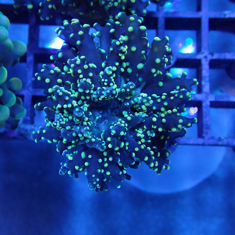WYSIWYG Coral KRK-3 Black Yellow Tip Octospawn