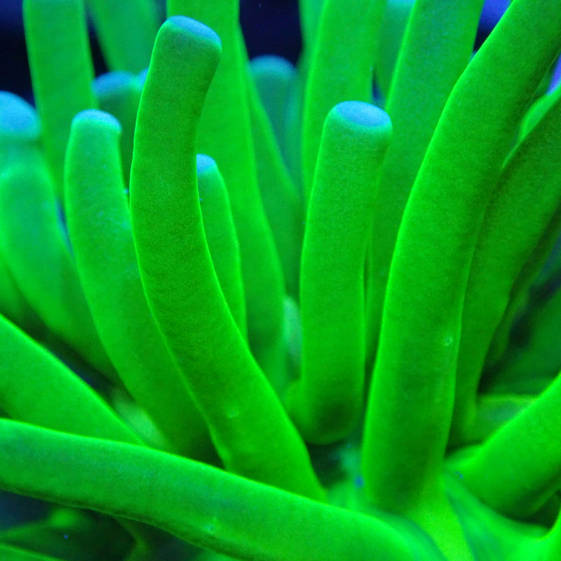 WYSIWYG Coral KRK-81 Blue Tip Green Torch