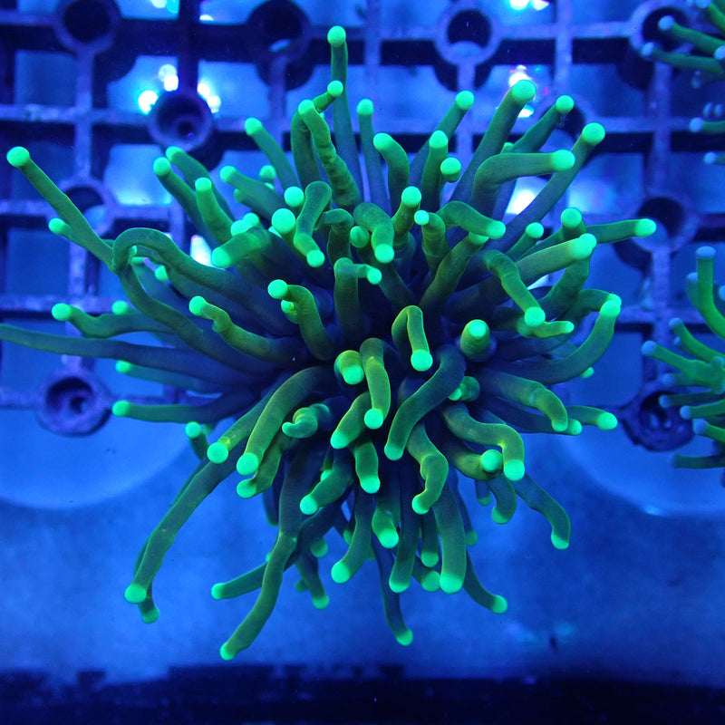 WYSIWYG Coral KRK-82 Dragon Soul Torch Frag