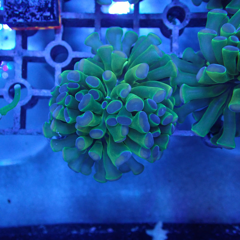WYSIWYG Coral KRK-4 Rainbow  Hammer Frag