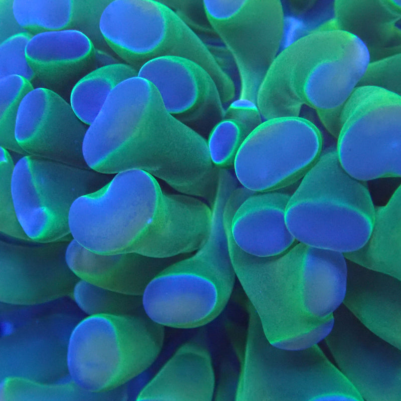 WYSIWYG Coral KRK-4 Rainbow  Hammer Frag