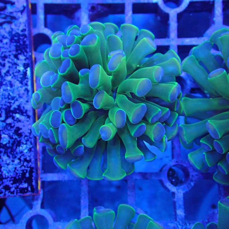 WYSIWYG Coral KRK-5 Rainbow Hammer Frag