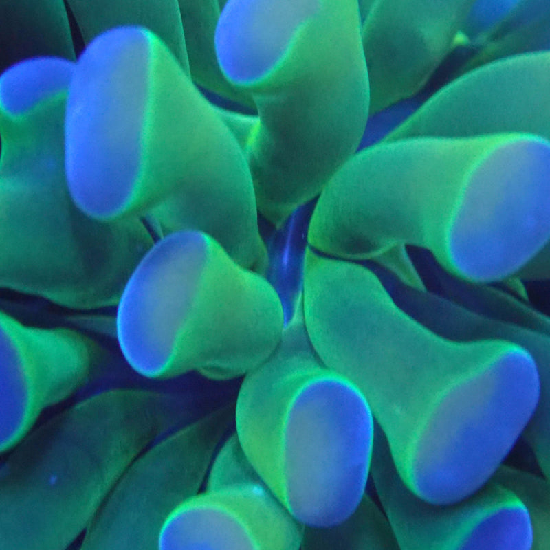 WYSIWYG Coral KRK-5 Rainbow Hammer Frag
