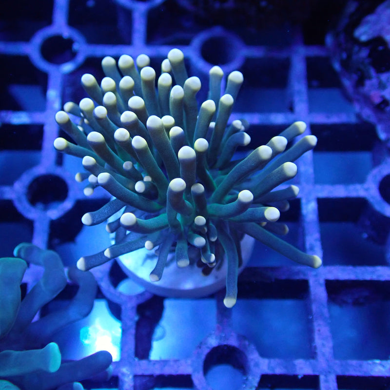 WYSIWYG Coral KRK-83 Orange Tip Black Torch