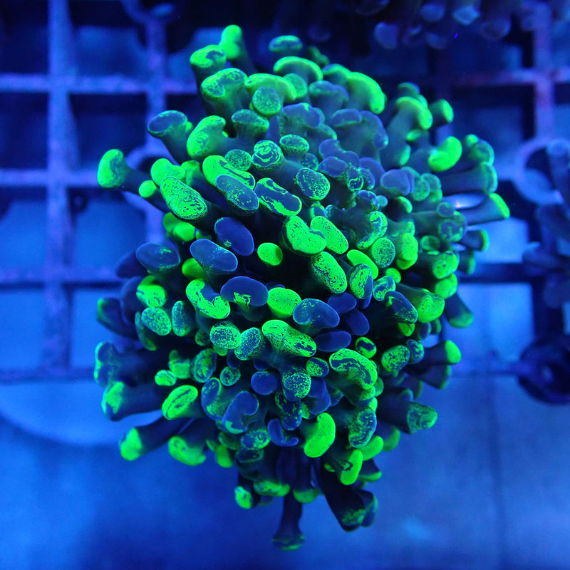 WYSIWYG Coral KRK-6 Double Head Toxic Splatter Hammer Frag