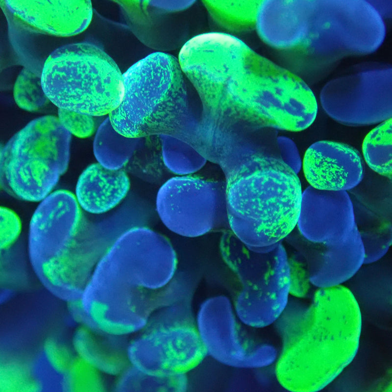 WYSIWYG Coral KRK-6 Double Head Toxic Splatter Hammer Frag