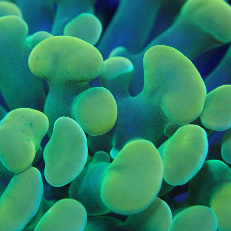 WYSIWYG Coral KRK-7 Holy Grail (gold tip green stem) Hammer Frag