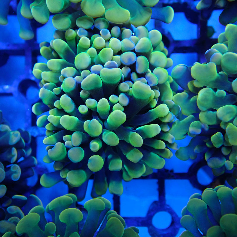 WYSIWYG Coral KRK-8 Gold and Pink Hammer Frag