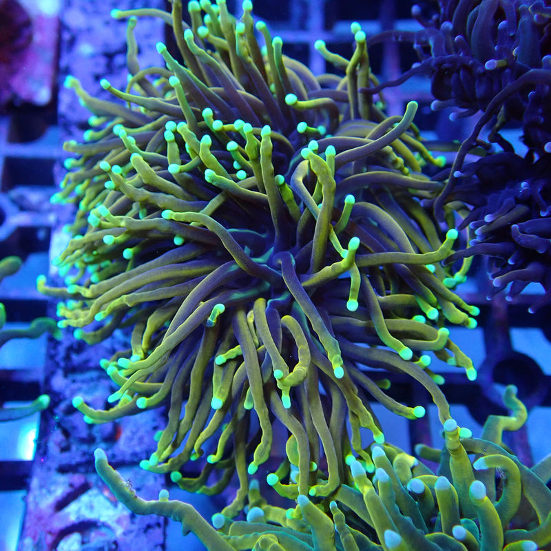 WYSIWYG Coral KRK-85 Ultra Dragon Soul