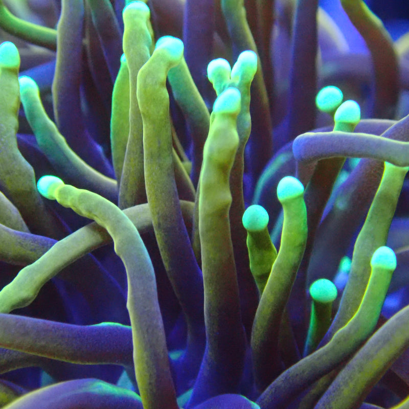 WYSIWYG Coral KRK-85 Ultra Dragon Soul