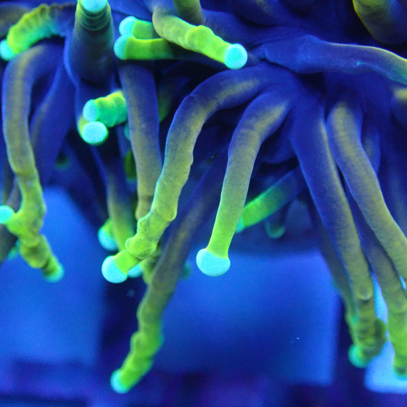 WYSIWYG Coral KRK-87 Dragon Soul Torch