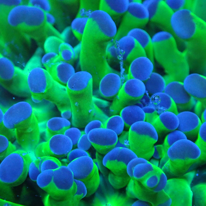 WYSIWYG Coral KRK-9 Blue Tip Green Frogspawn