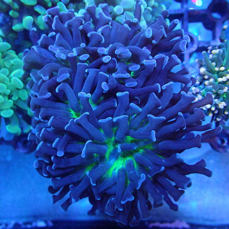WYSIWYG Coral KRK-10 Green Mouth Grey Stem Hammer Frag