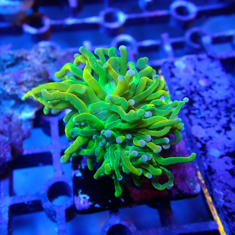 WYSIWYG Coral KRK-88 Holy Grail Torch