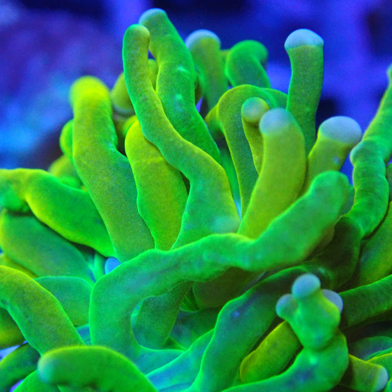 WYSIWYG Coral KRK-88 Holy Grail Torch