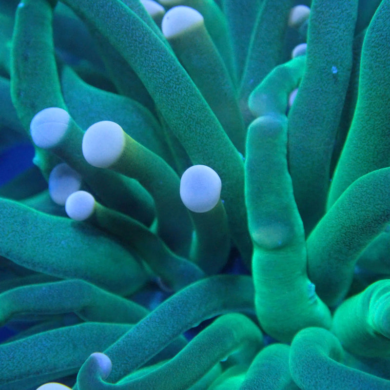 WYSIWYG Coral KRK-89 Cotton Candy Torch