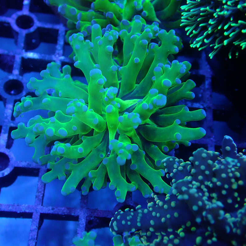 WYSIWYG Coral KRK-11 Blue Tip Green Frogspawn