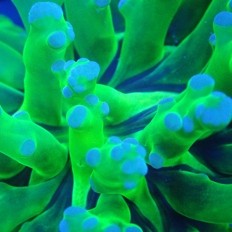 WYSIWYG Coral KRK-11 Blue Tip Green Frogspawn