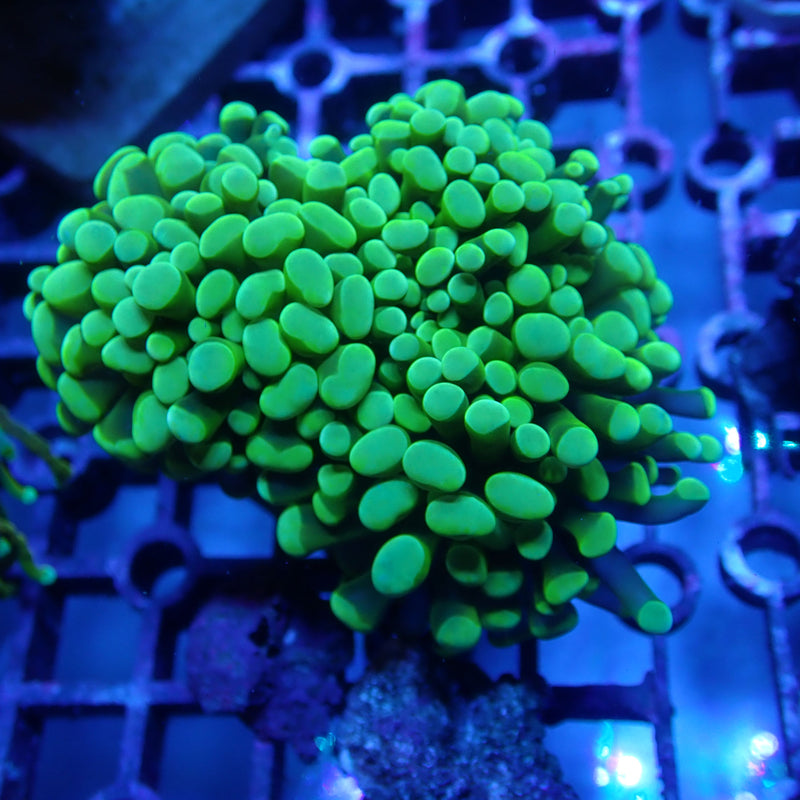 WYSIWYG Coral KRK-12 Double Head Green Hammer Frag